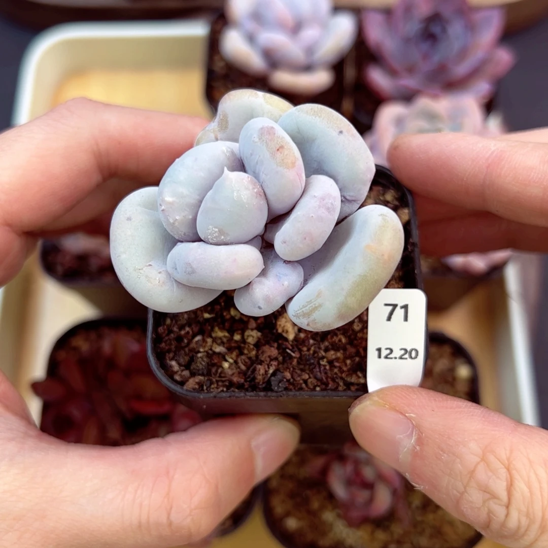 好好看71、哈哈哈哈