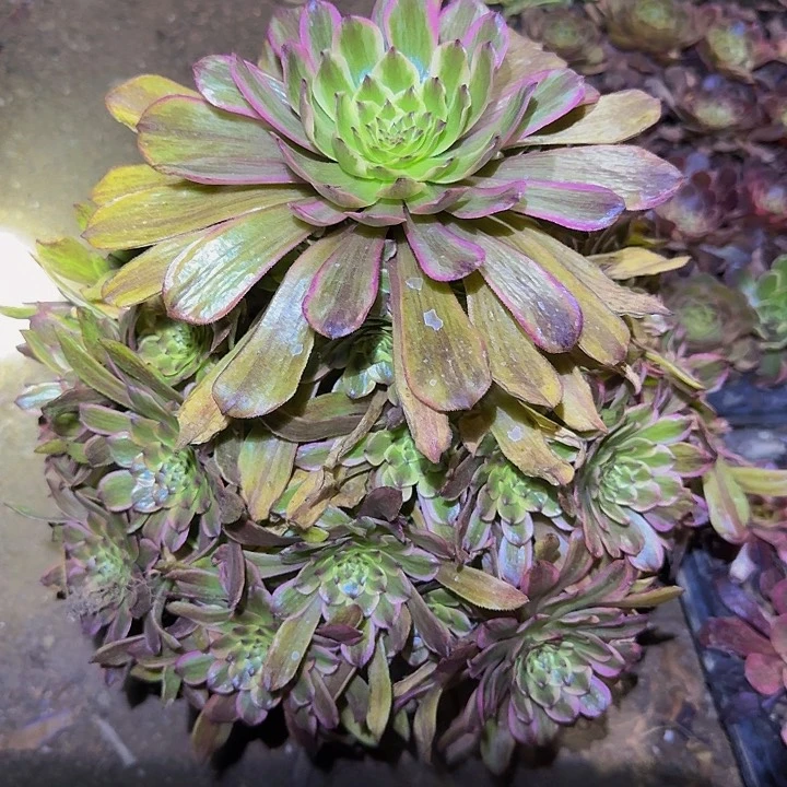 精品粉黛捧花亏本福利51