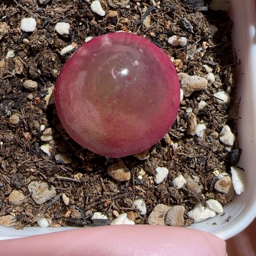 肉锥多肉植物百科-灯泡523