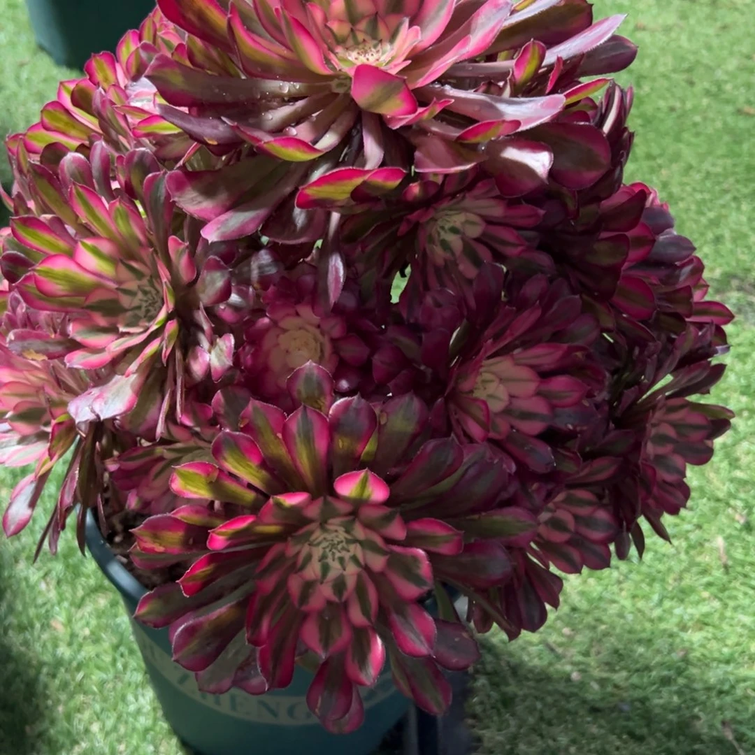 318，红铜白多肉植物法师