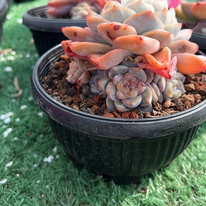 8.38雪壮带盆一个