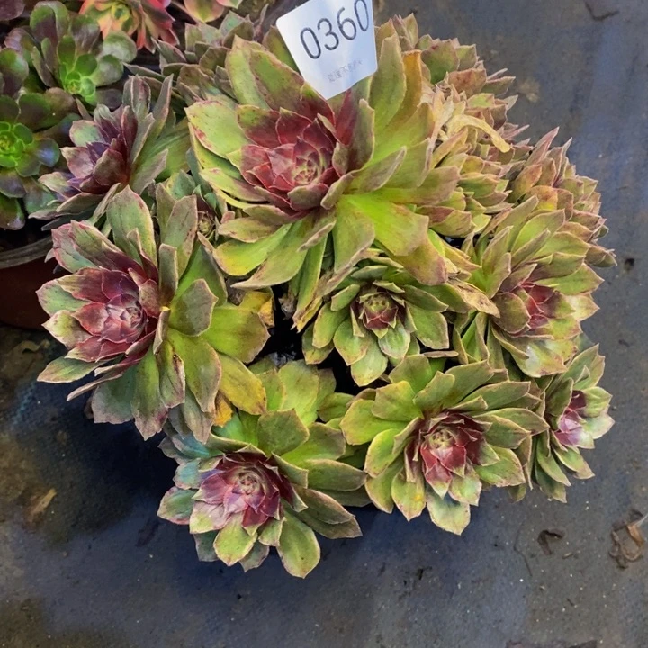 红丝绒多肉断头不包0368