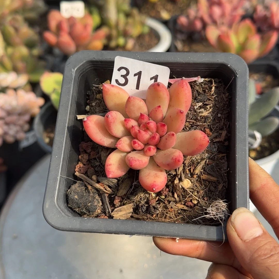 311号一物一拍一物一拍