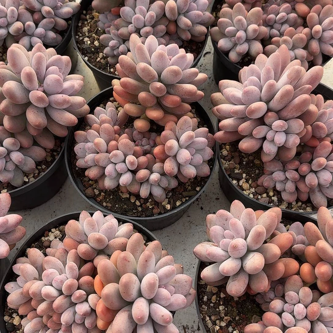 雪梨糍整无砍群生多肉