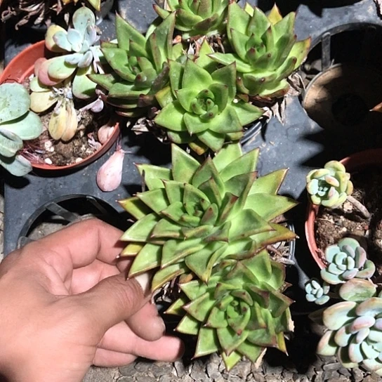 口红2颗装，包邮特价