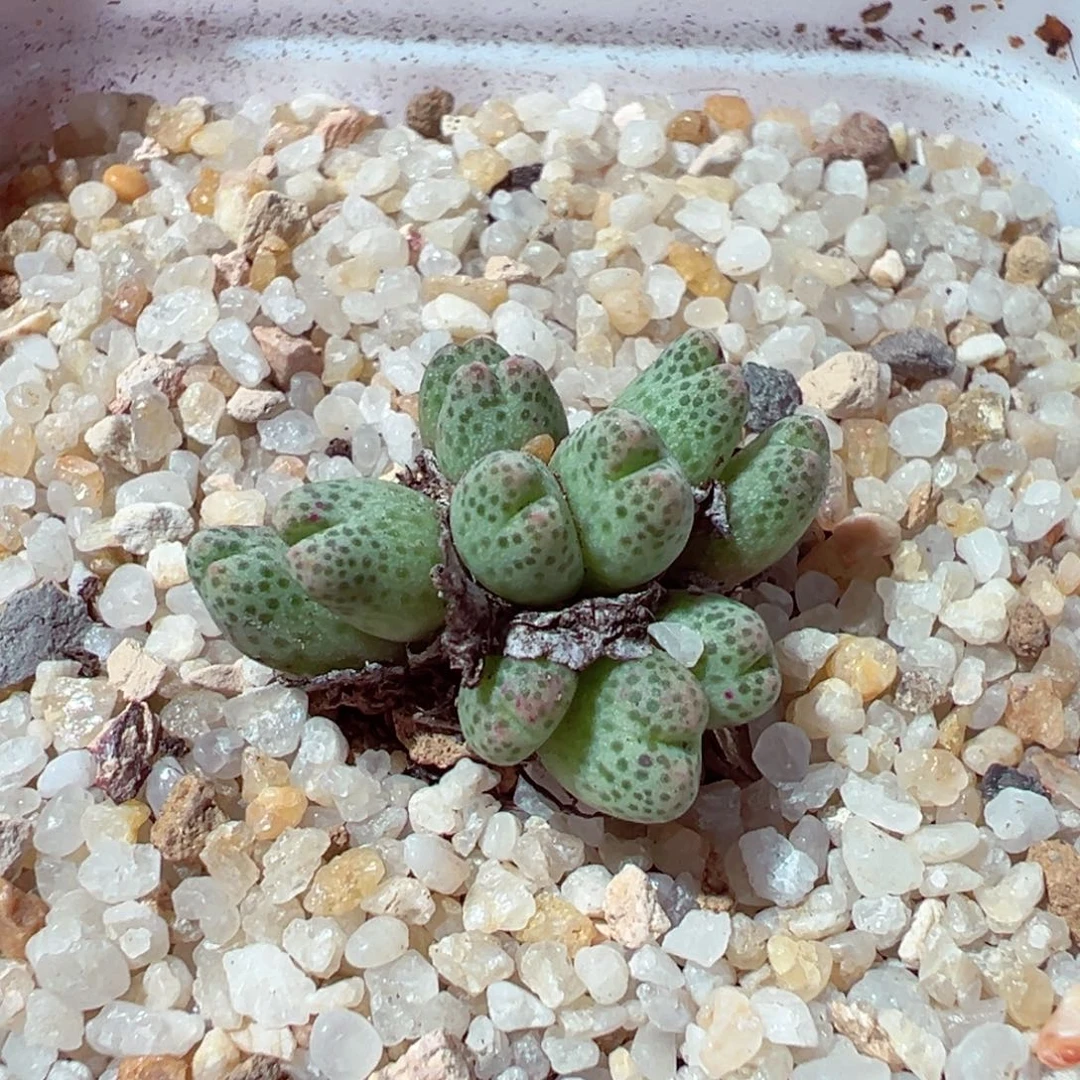 1124-260侏儒斑马群生