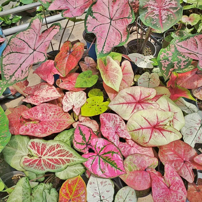 彩叶芋花叶芋五彩芋盆栽花园庭院阳台窗台观叶绿植耐热多年生热值