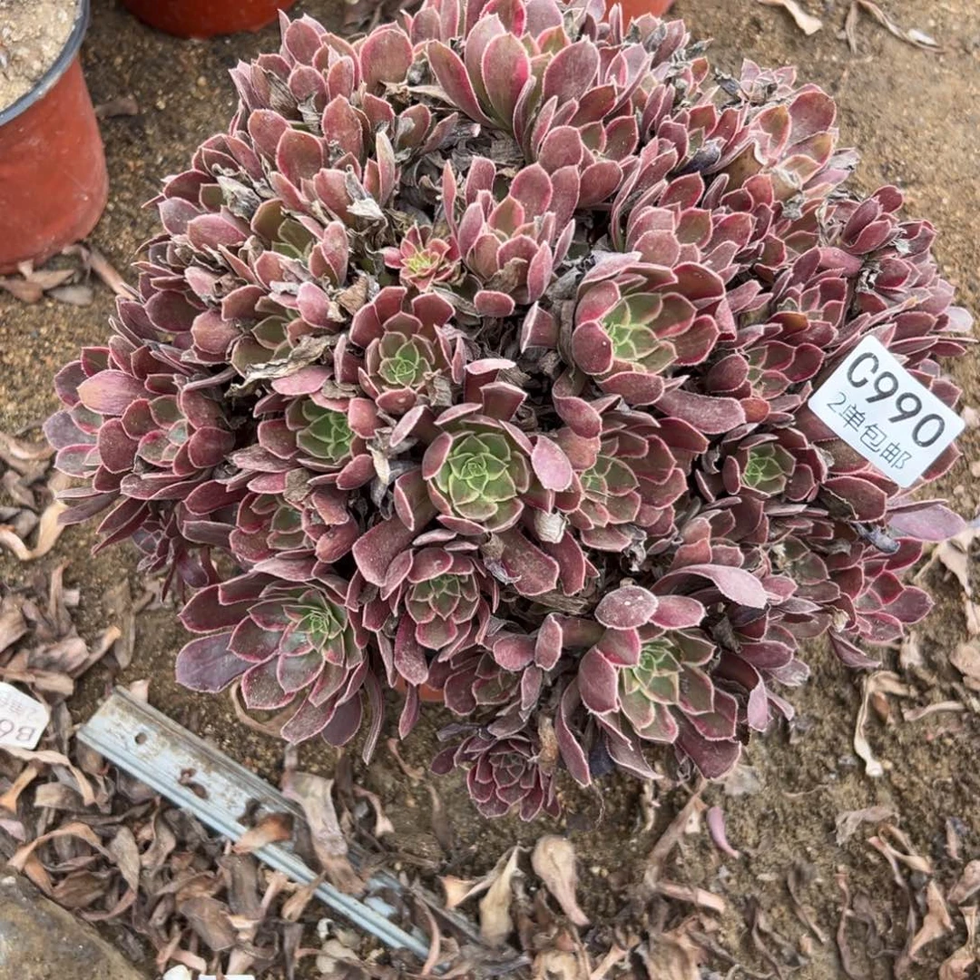 990多肉  金丝捋不包断头