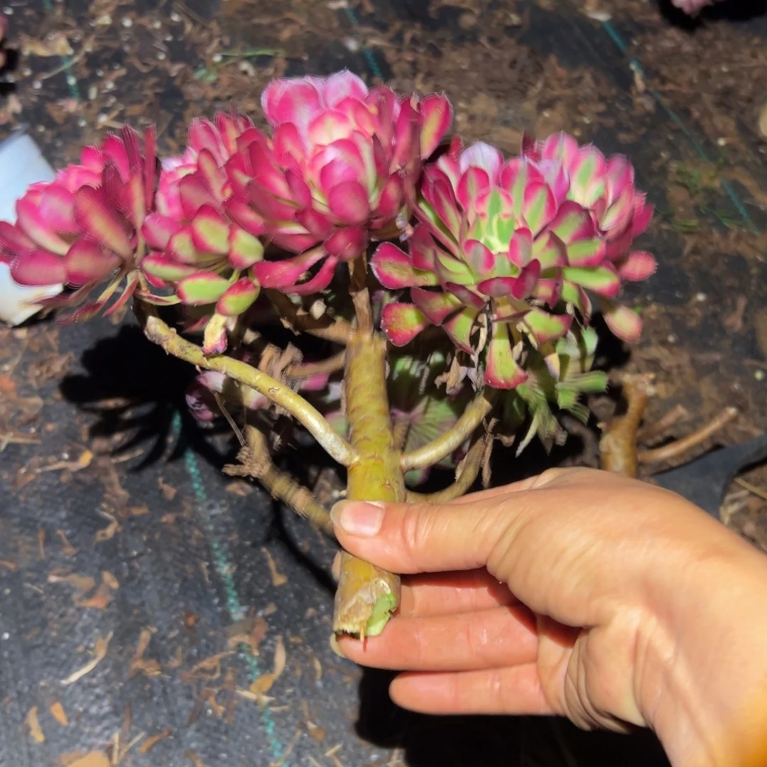 全***肉多肉植物262无根的