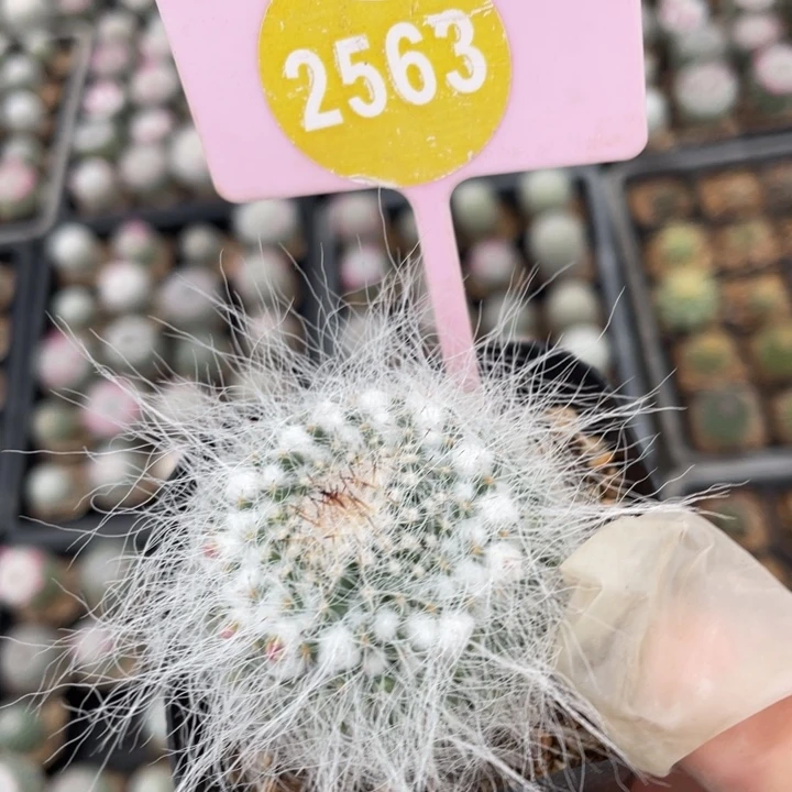 ****呀实生玉翁256300000000