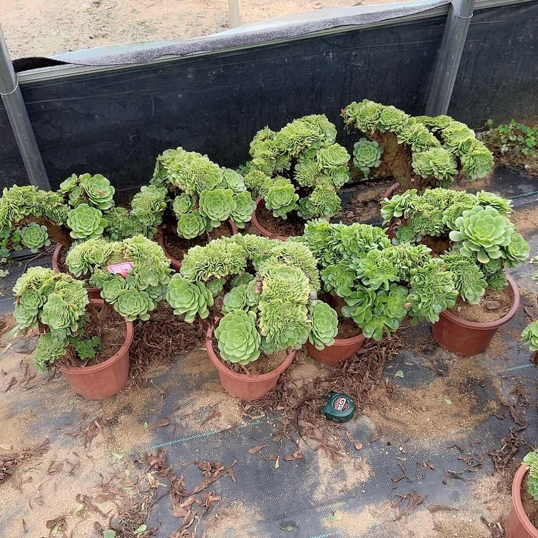 元***子绿缀共8颗呀呀呀呀