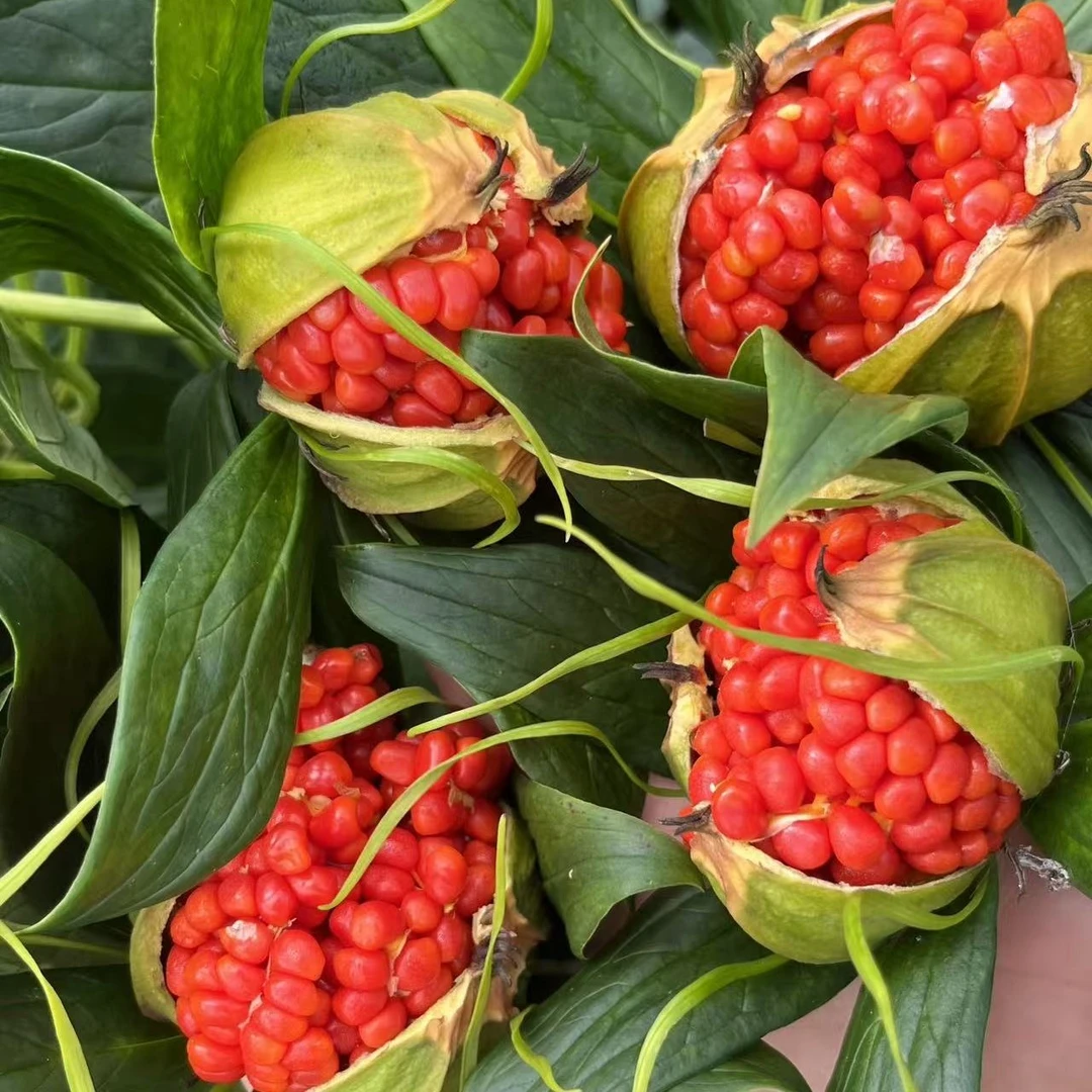 两公斤云南滇重楼矮杆大多芽花带叶带壳