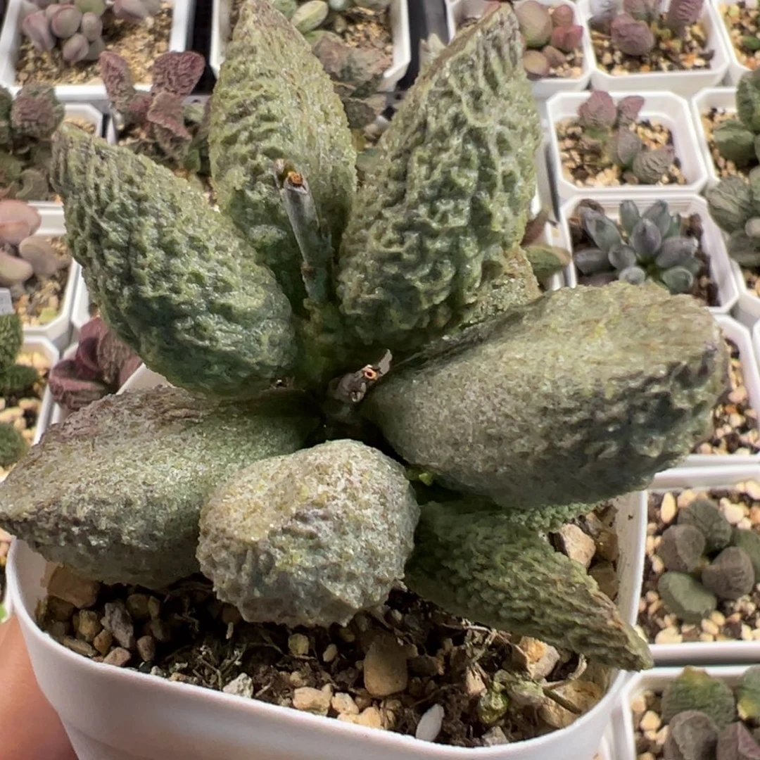 碧彩多头纯木质桩多肉植物水泡