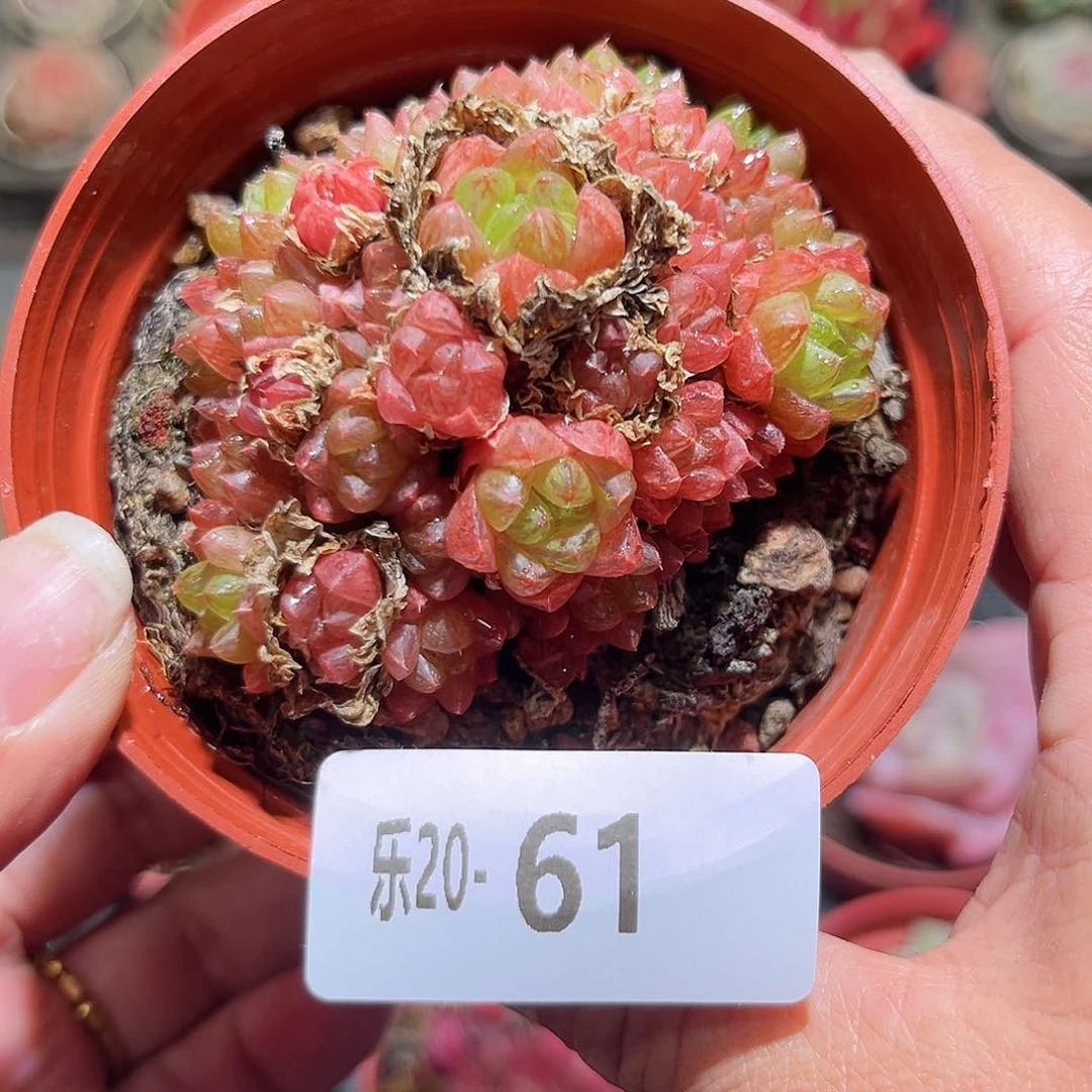 木乐20-61草玉露