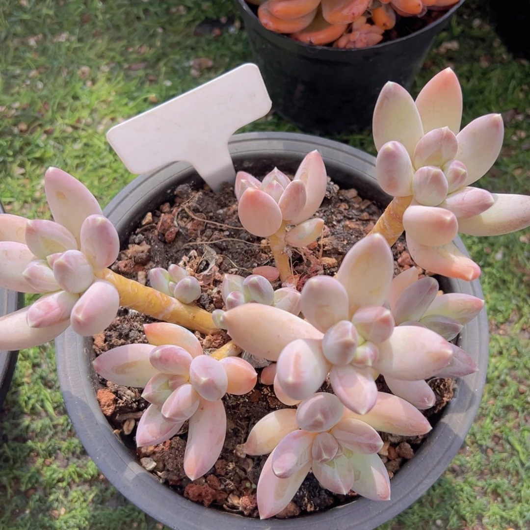 香玉的故事是一个人的故事吗