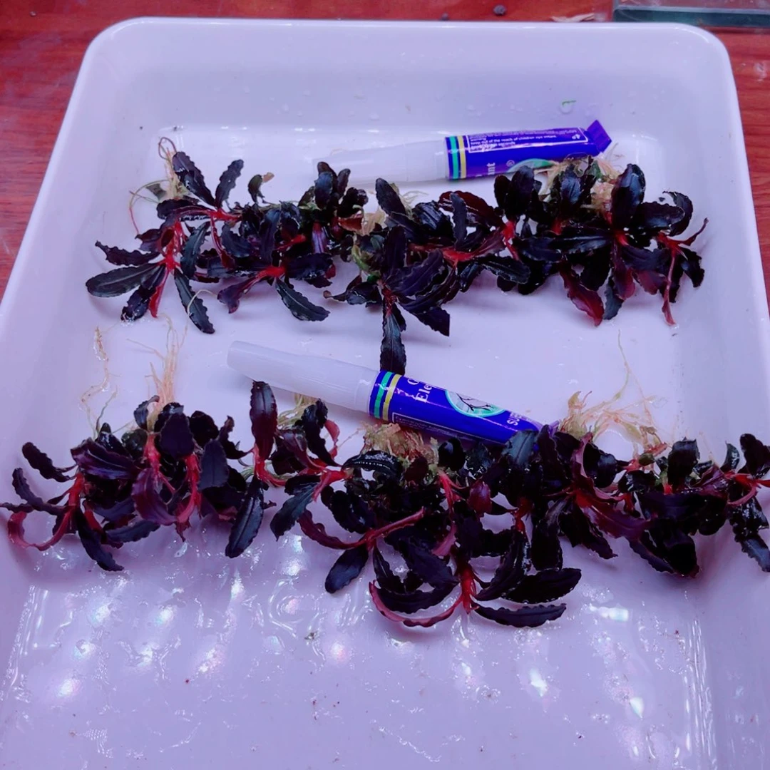 美小呆可大纲精品辣椒榕