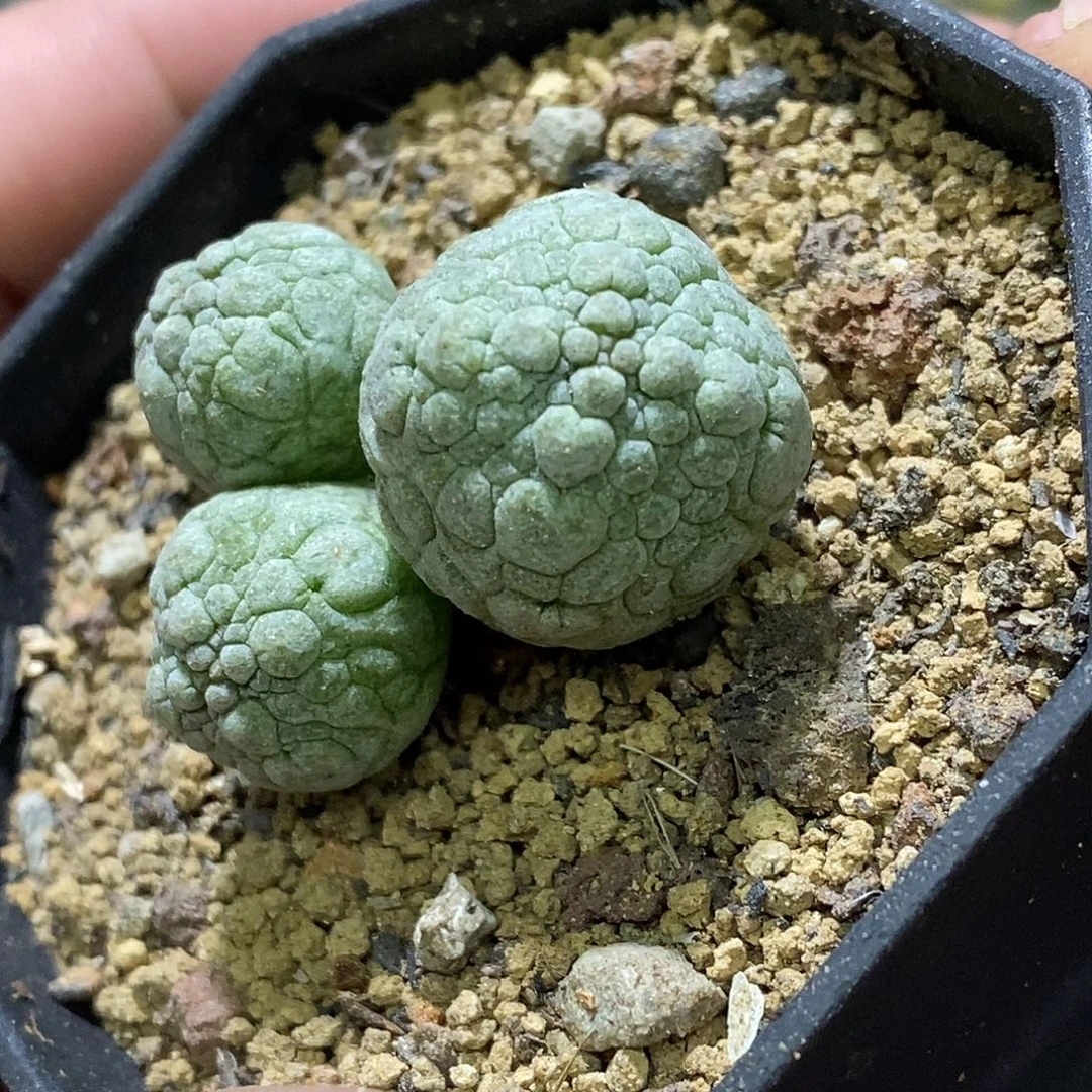 孤品实生特选株自然3头凝蹄玉福利
