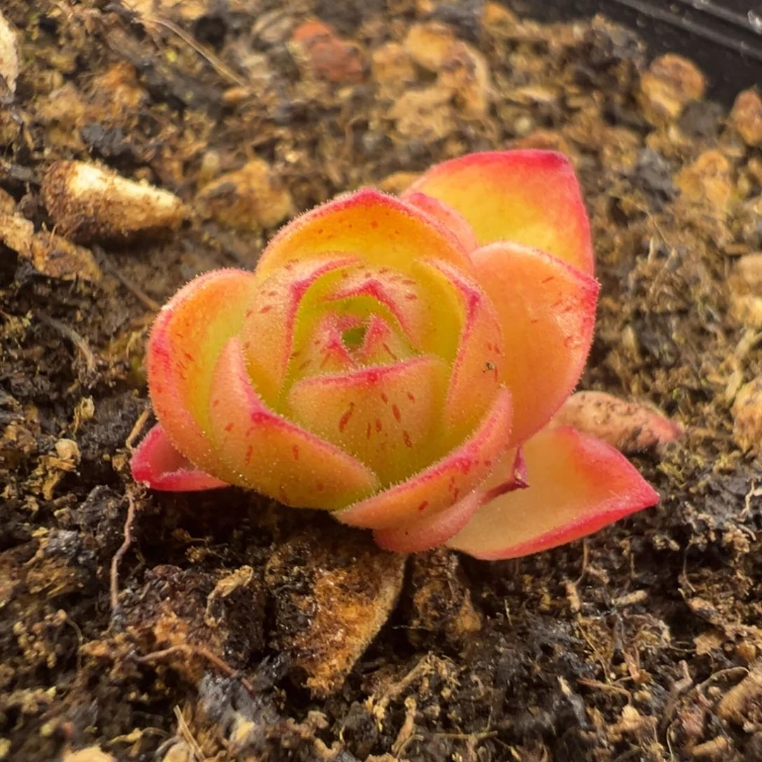 Y750半城玫瑰连生蕾