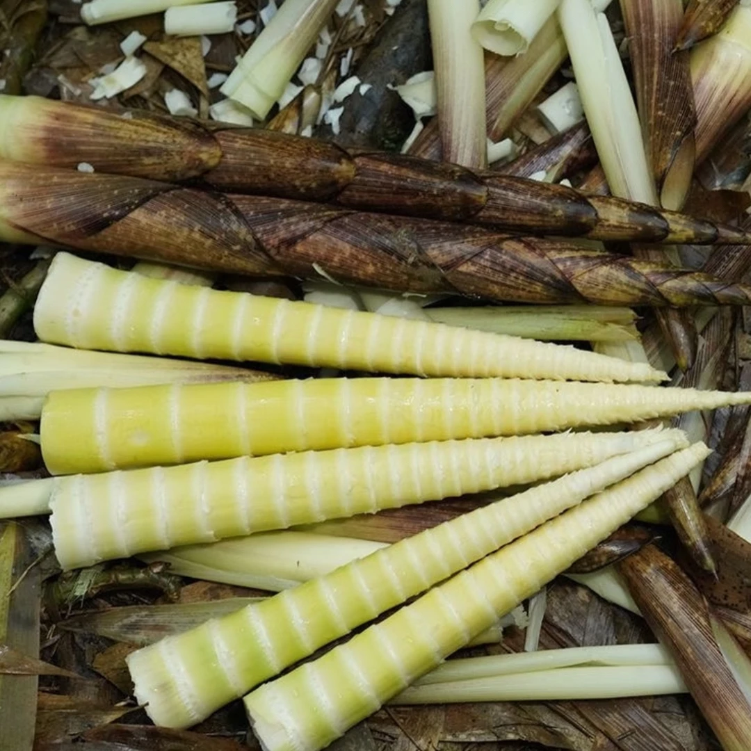 贵州农家高山新鲜方竹笋现挖嫩笋尖真空发货可商用食材