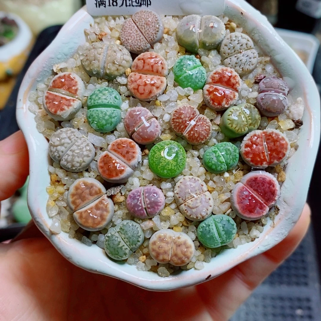 生石花花花哈哈哈哈哈哈485