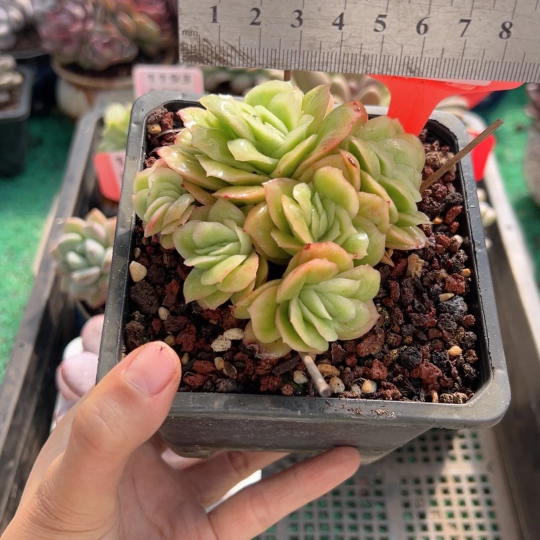 表妹精品多肉植物1198.