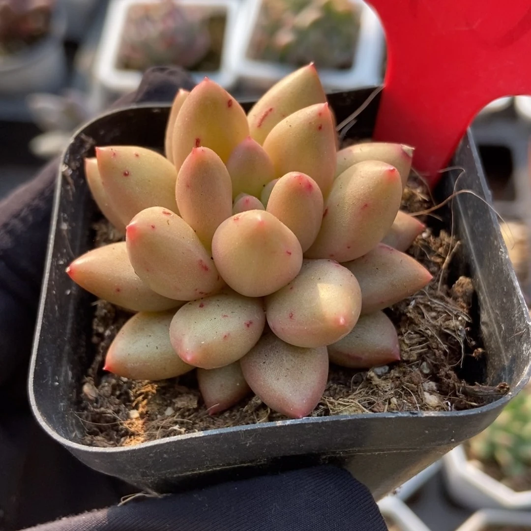 1958水晶球多肉植物