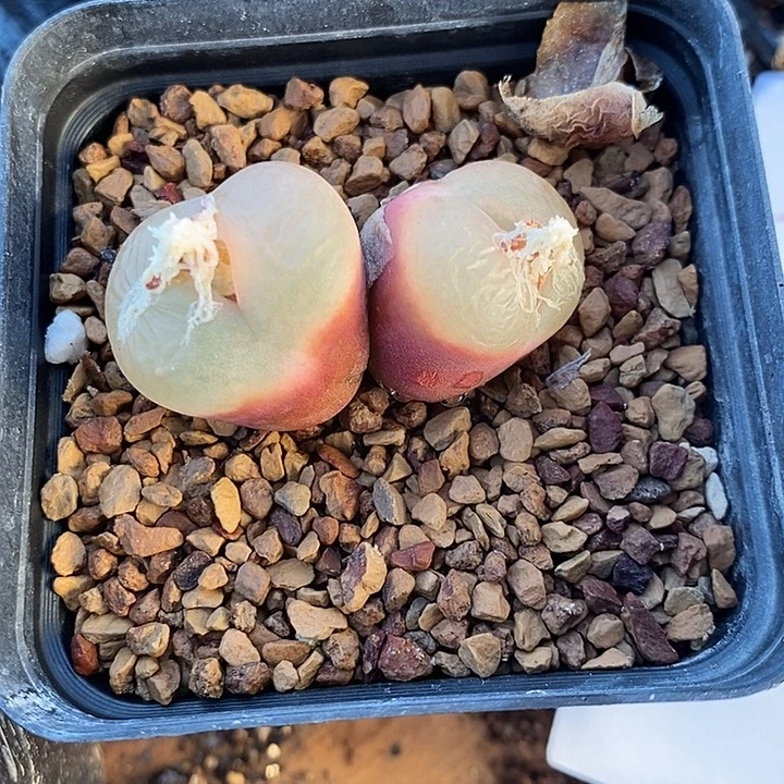 30310。    双头。