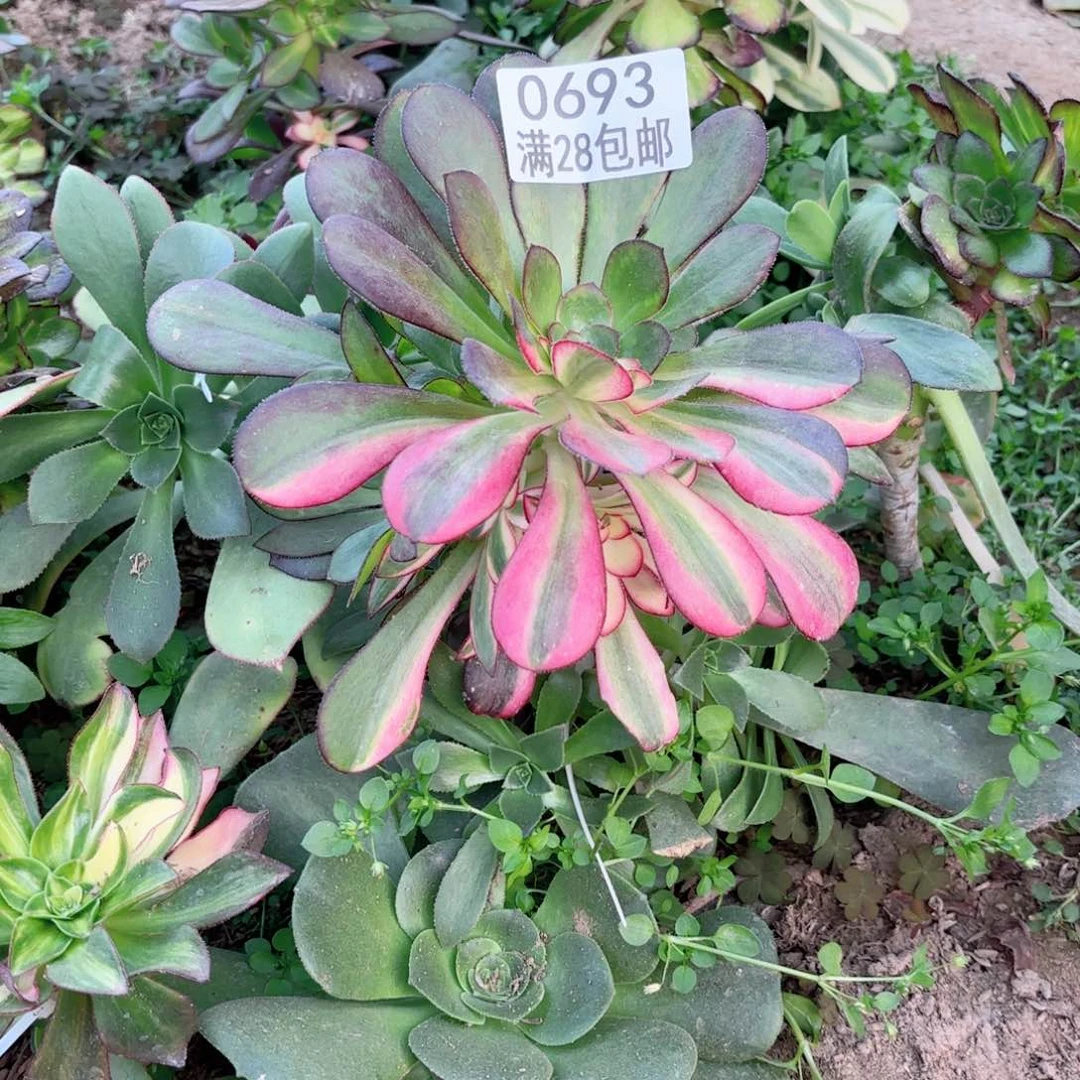 V   0693花蝴蝶多肉