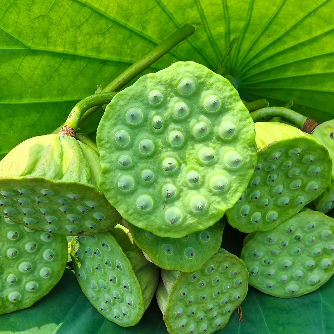 【广东次日到货】当季水果莲蓬新鲜现摘生吃莲子嫩莲蓬当季水果孕妇