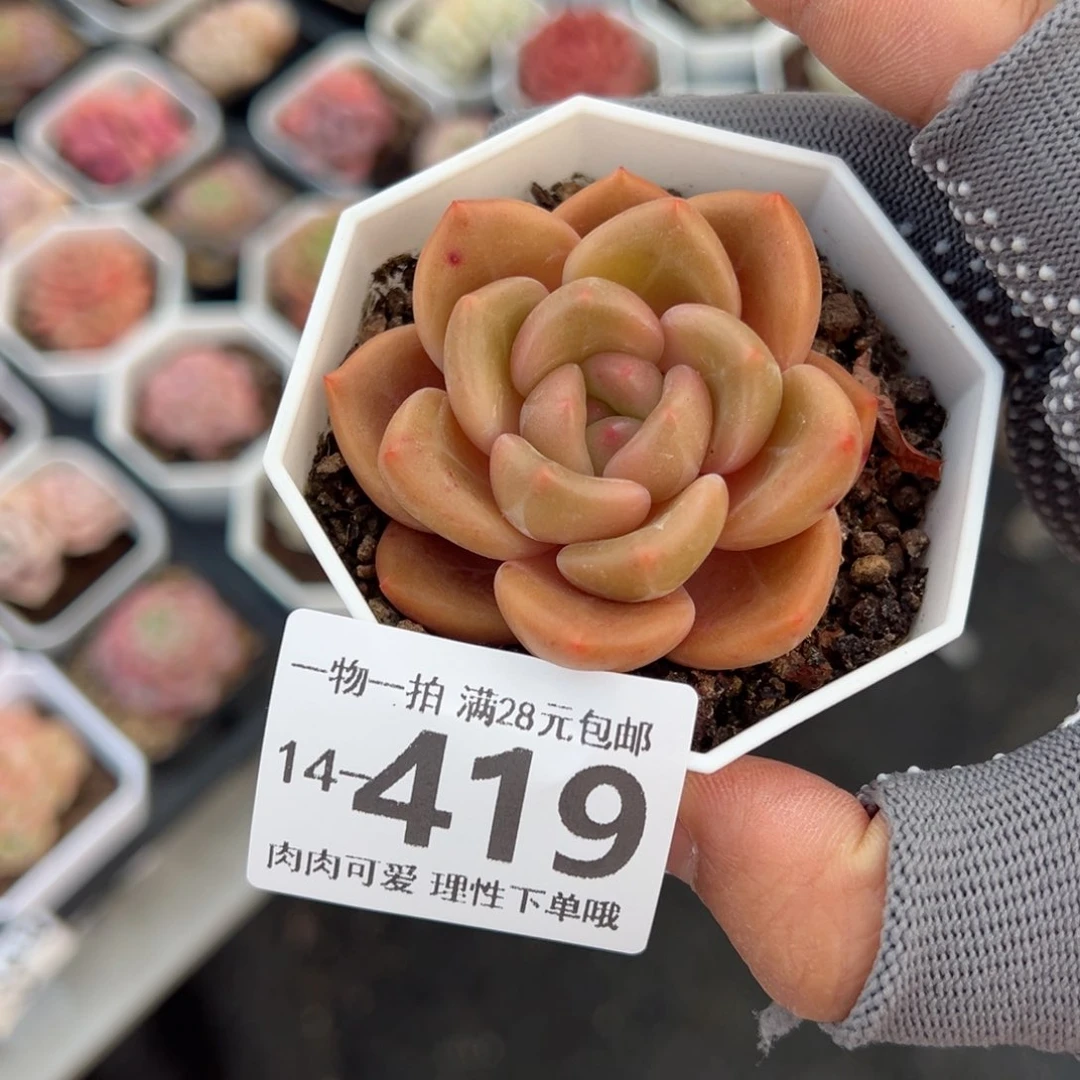 D****-白兰地多肉多肉多肉多肉