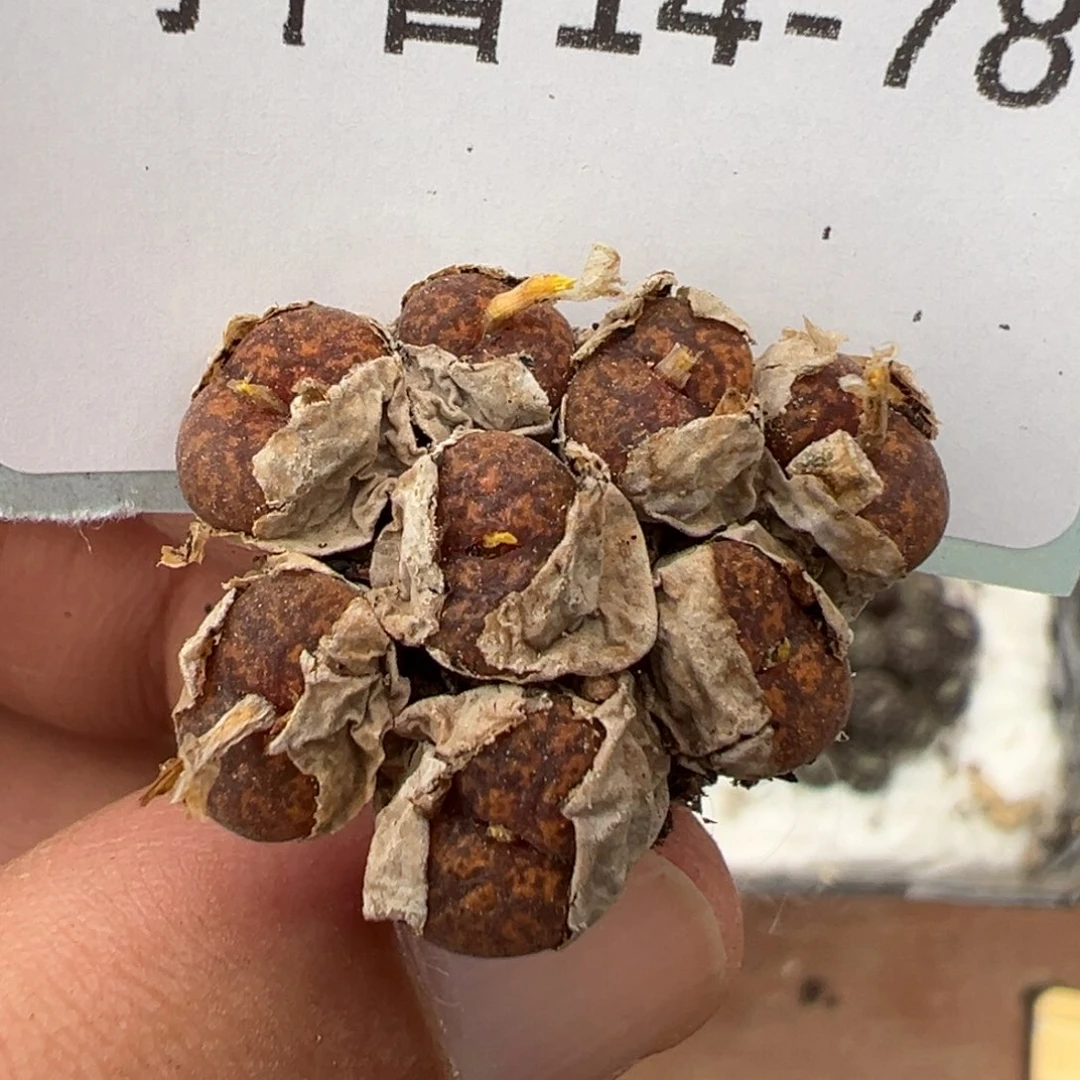 14-78肉锥多肉植物