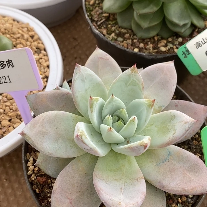 D221- 直播福利 祖母绿