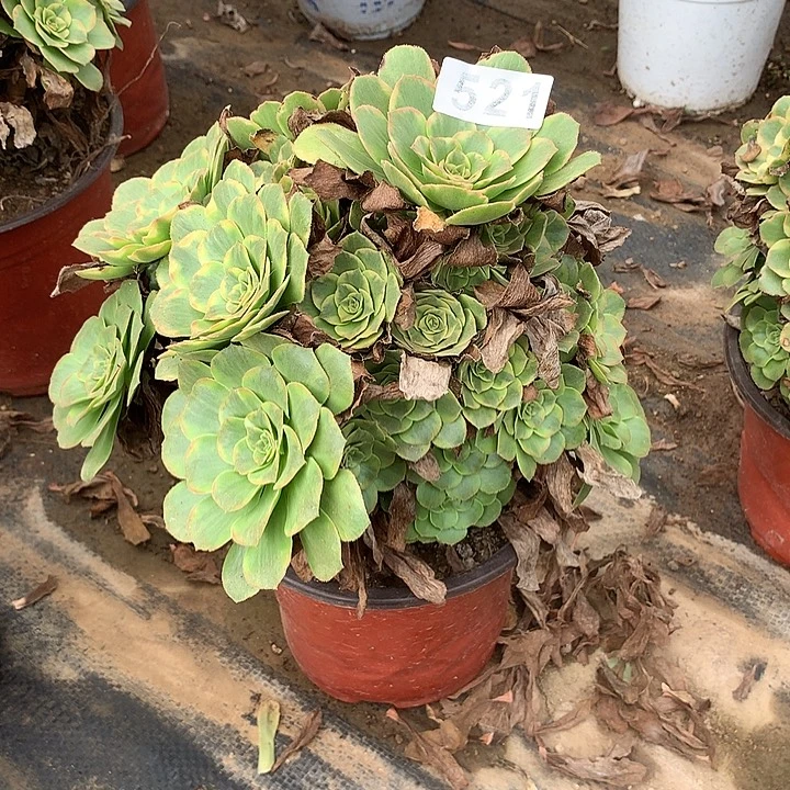 多肉植物金秋521号