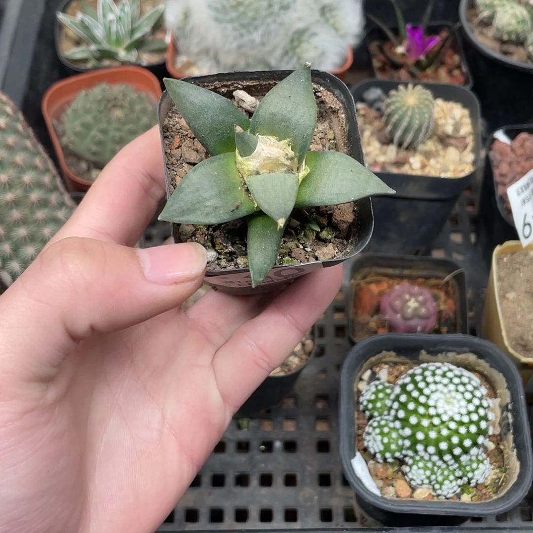 360岩牡丹（满18包邮）