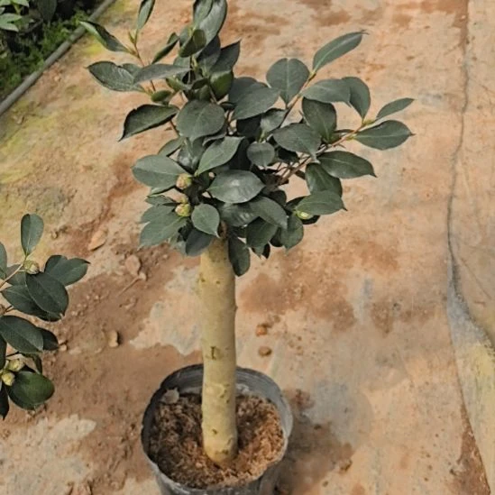 完全开放五赛茶花