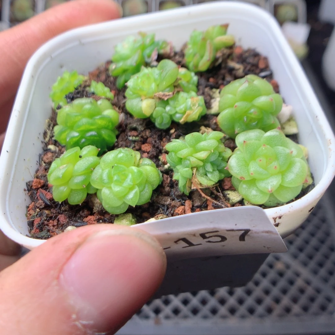 无花朵Q157yyyyyyyyy