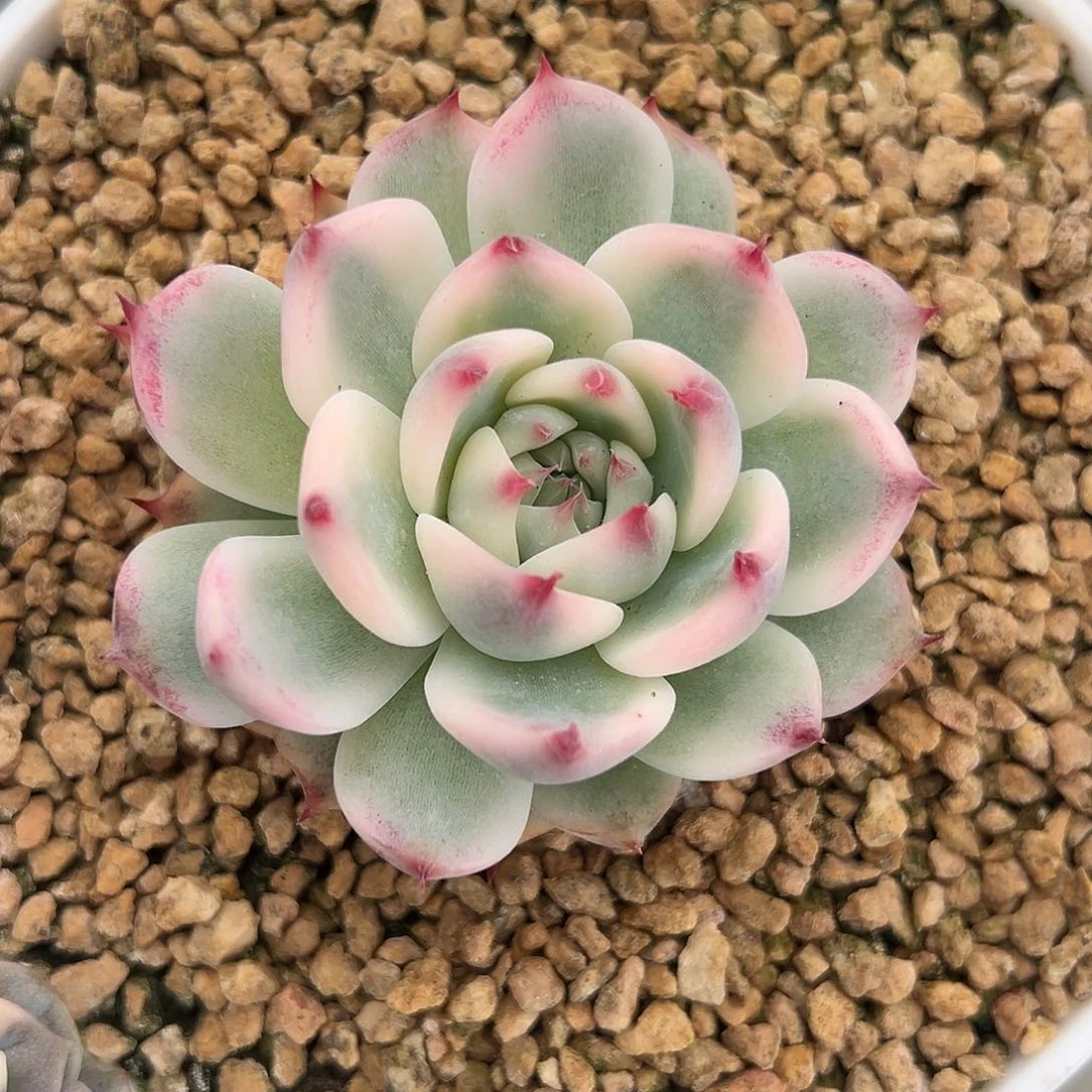 吉娃娃锦多肉植物