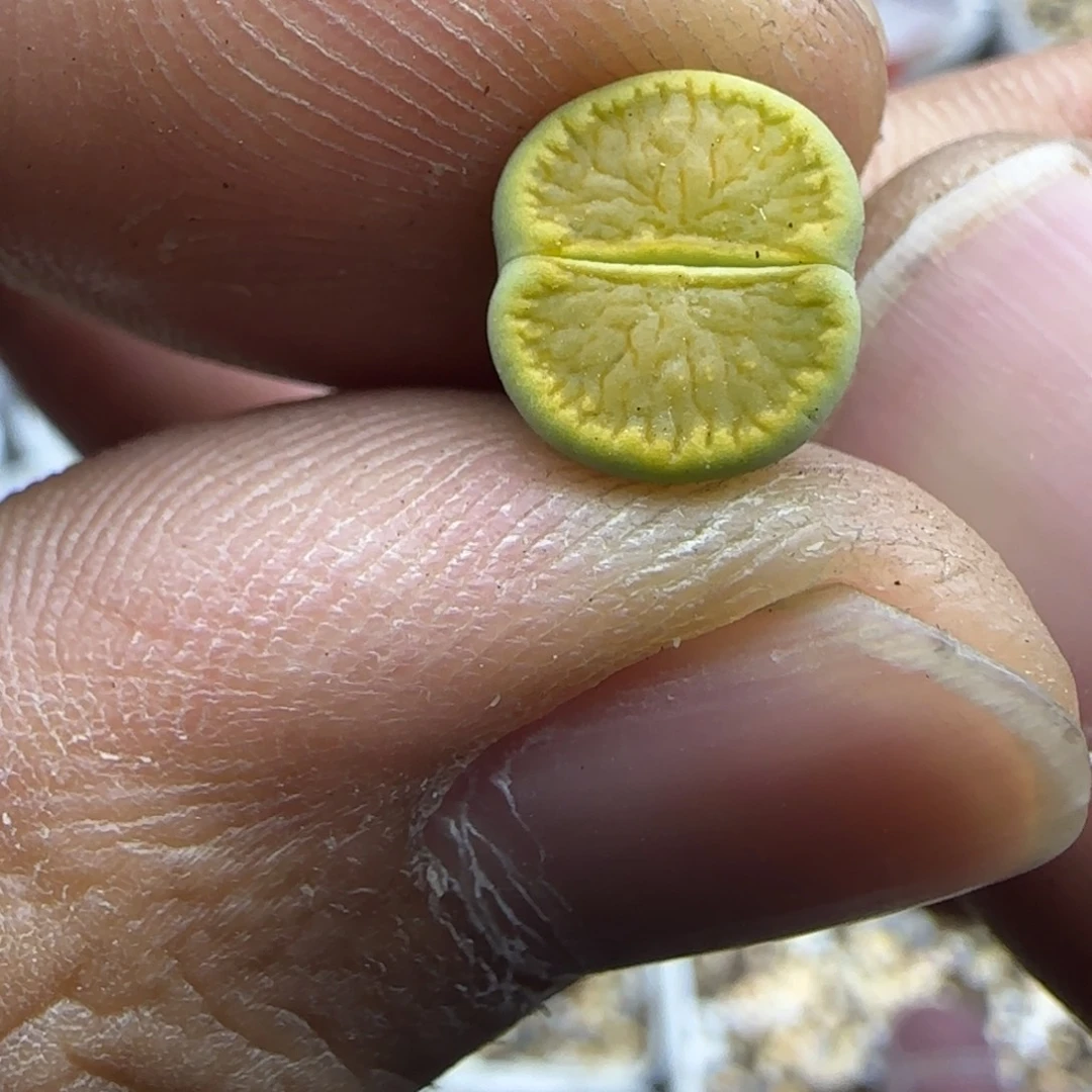 273 生石花大棚直播