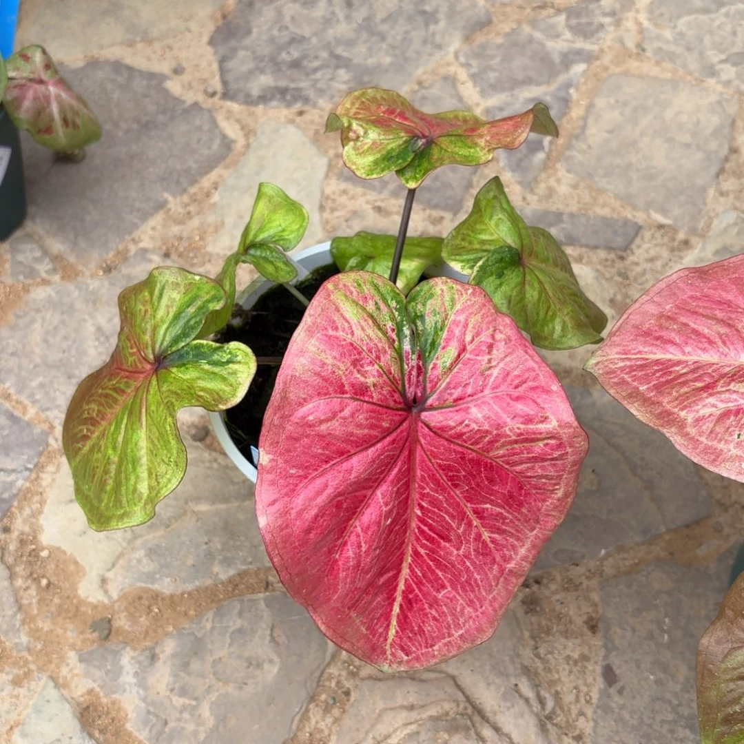 大富翁泰国彩叶芋69-0917