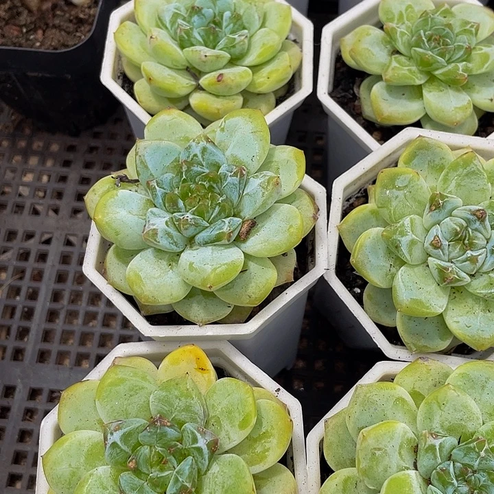 大糖钻带盆土发货