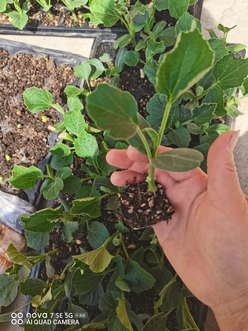 小八宝葫芦苗5棵（结十公分左右高）盆栽绿植