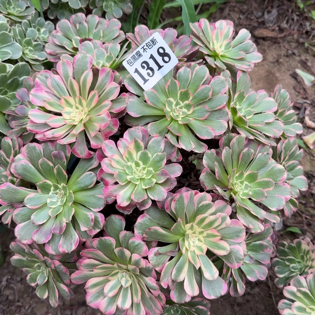 16 阴30法师霁月1318