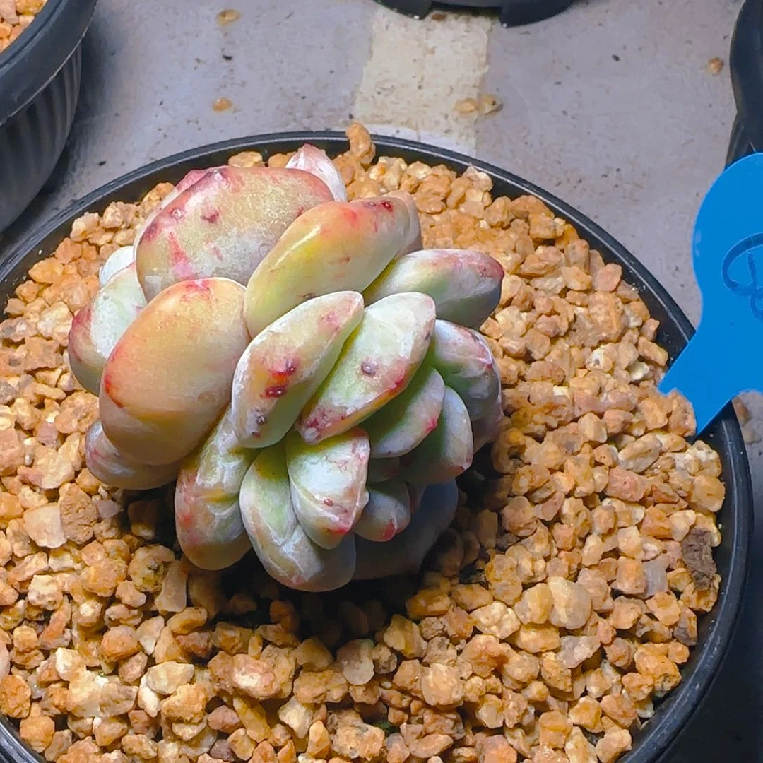 倩*双头橙梦露石化687号