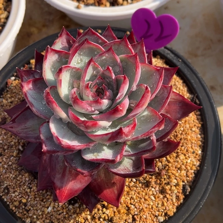 22惊鸿仙子 夏鸣园艺