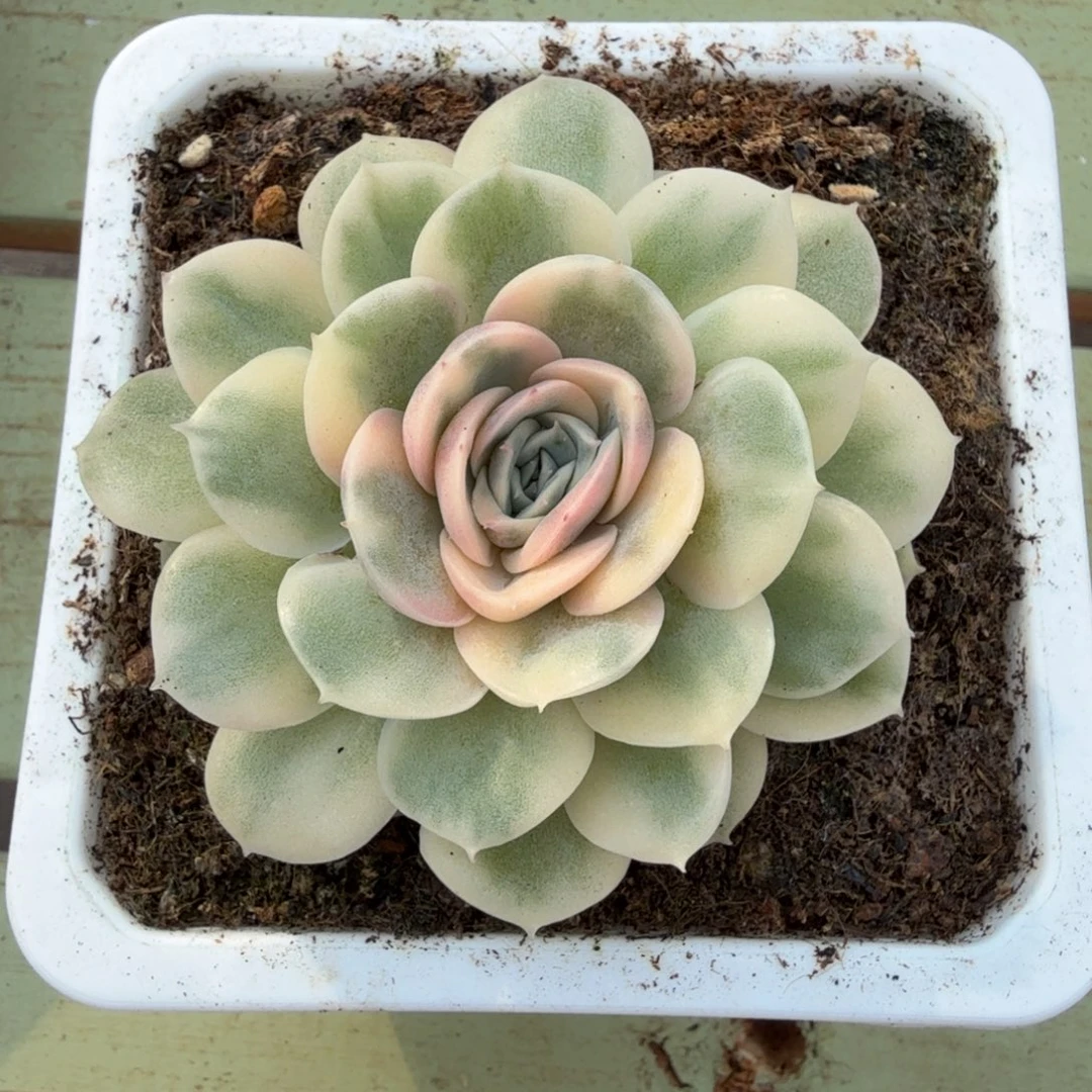 绿体昂斯诺锦锦上园艺一物一拍