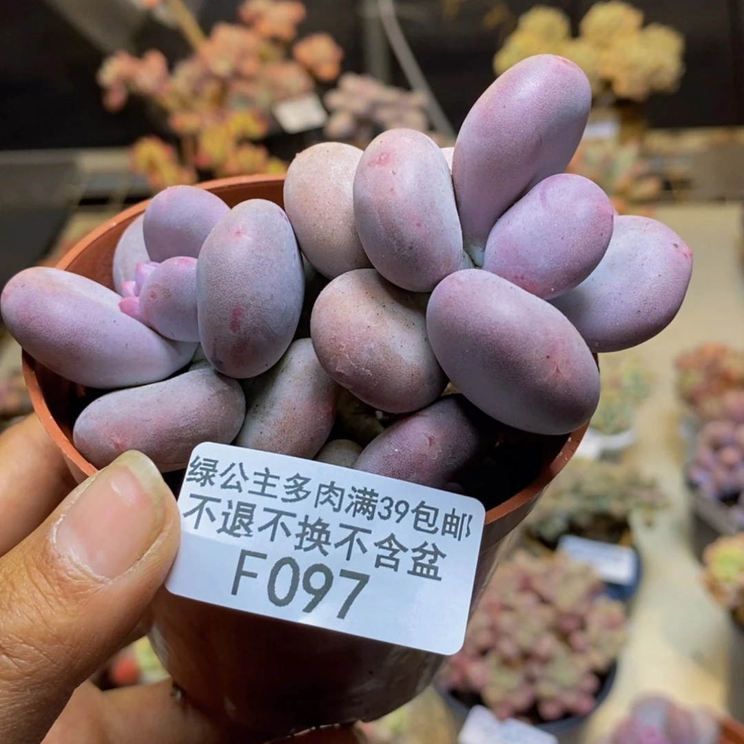 097大叶奶多肉7cm