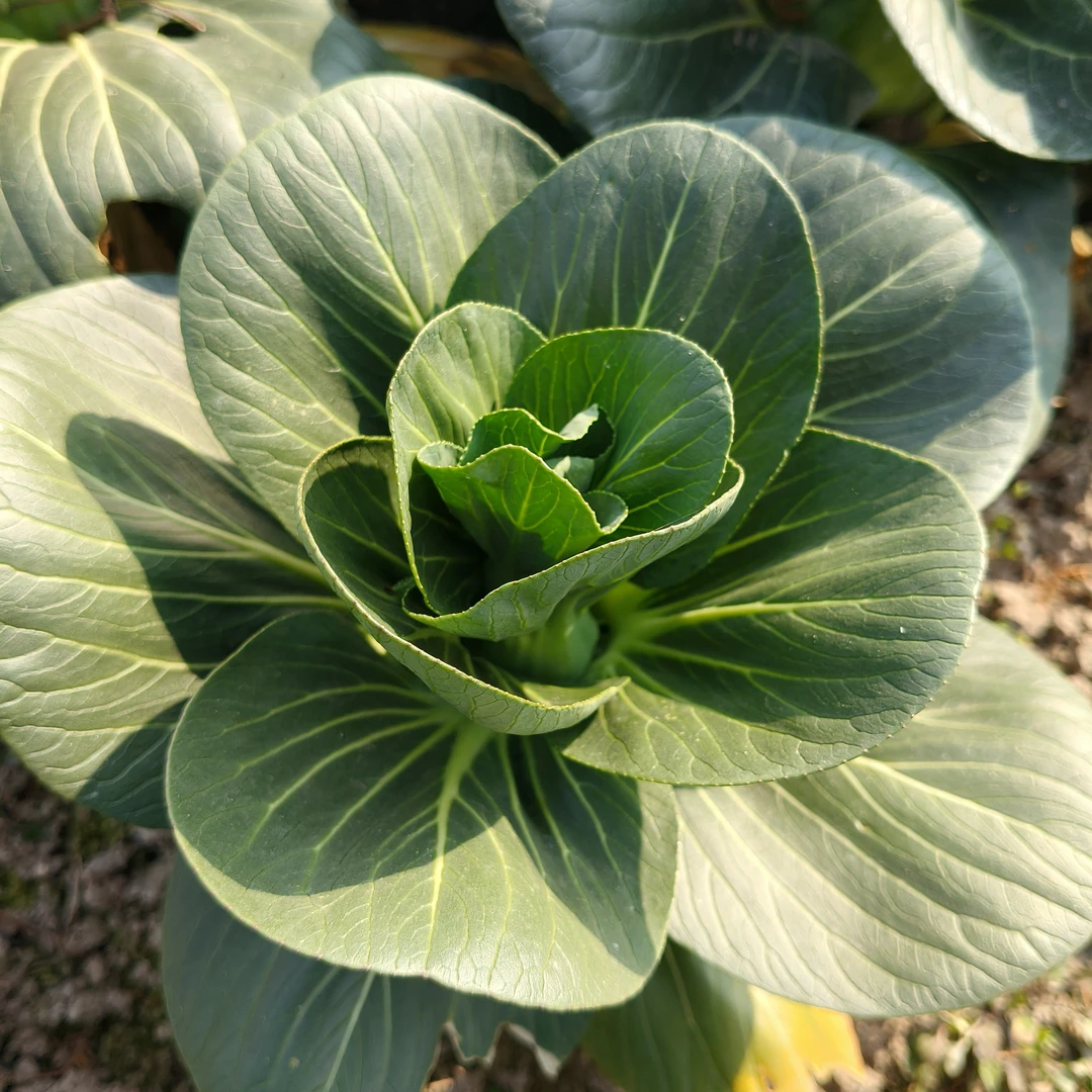 湖南安乡现摘上海青3斤直发(三大队助农专属)