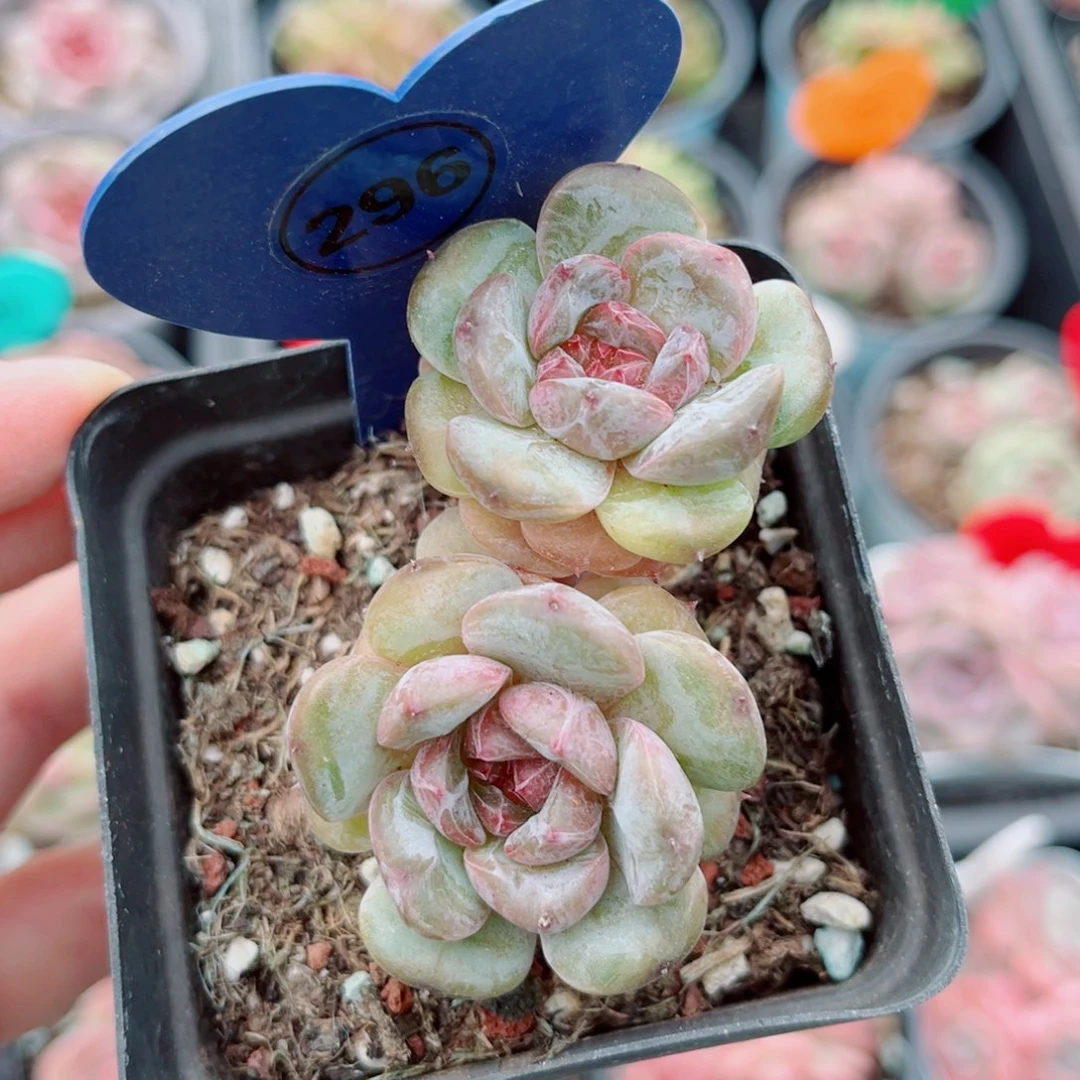 风靡园艺新品珍妮双头