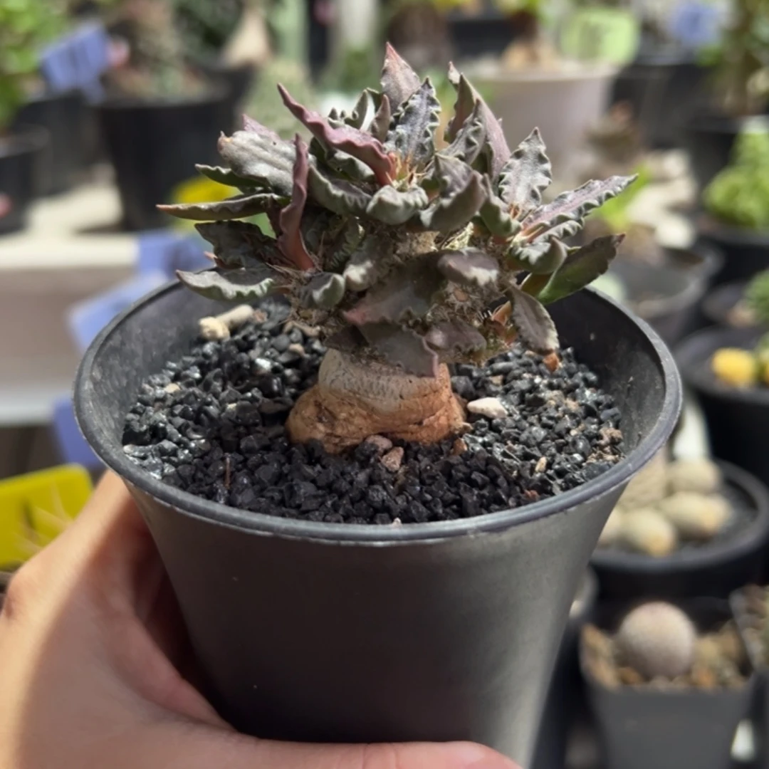 紫红精控图拉大戟带盆1111111