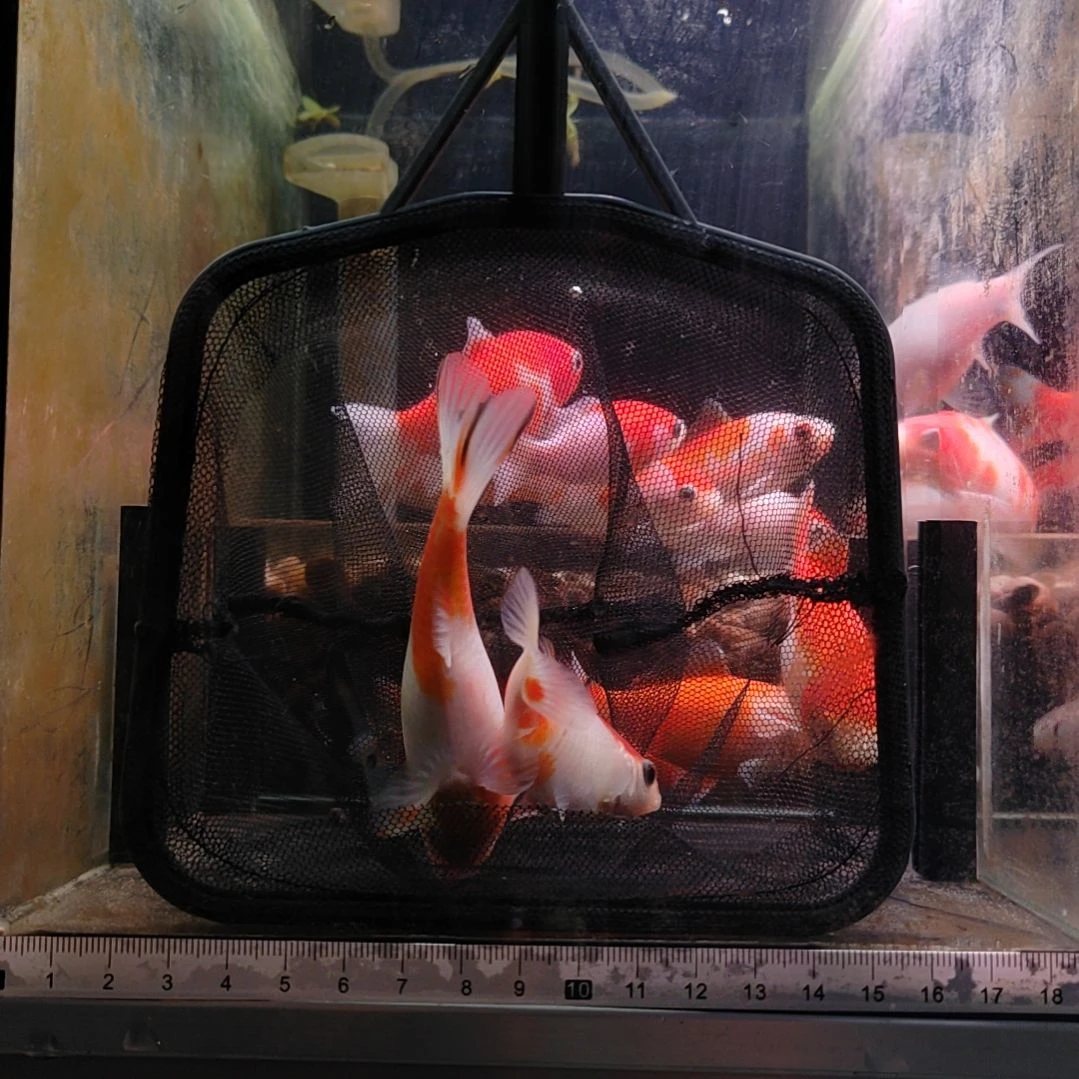 金鱼短尾草金8888